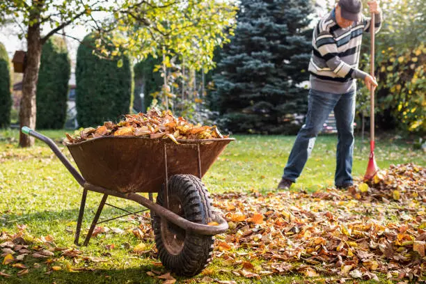 How To Clean A Backyard Tuscaloosa, AL