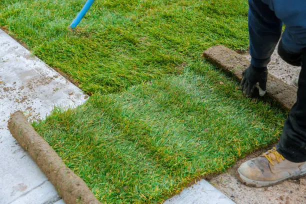 How long after installing sod can you walk on it Tuscaloosa, AL