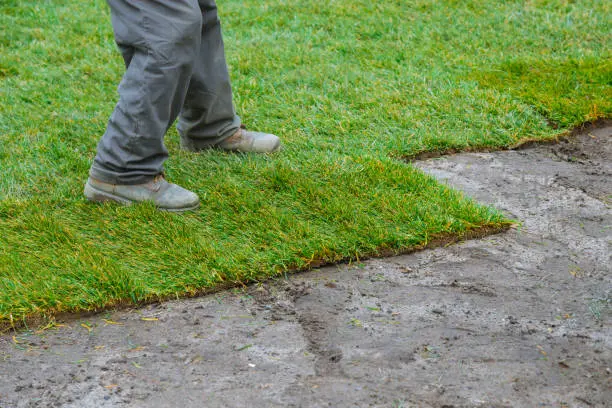 How long after installing sod can you walk on it in Tuscaloosa, AL