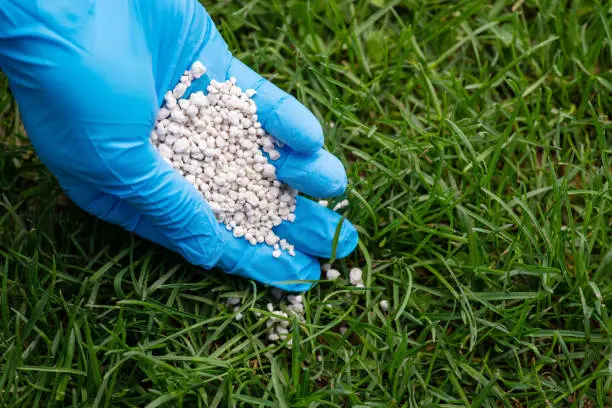 How often should you fertilize your lawn in Tuscaloosa, AL