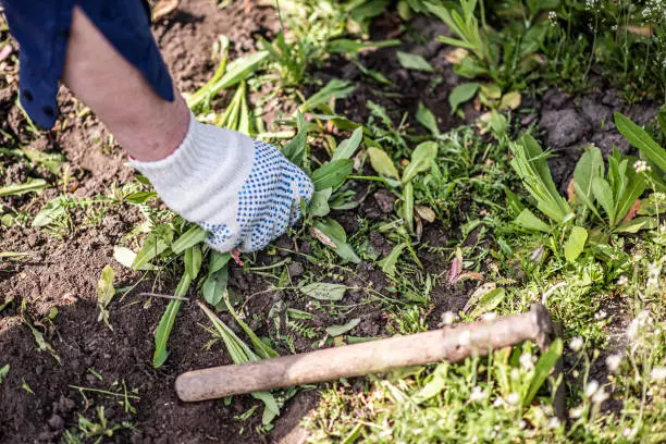 How to clear a yard full of weeds Tuscaloosa, AL