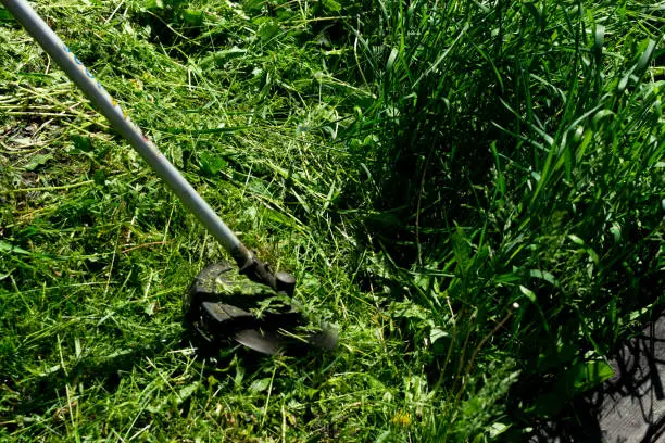 How to clear a yard full of weeds in Tuscaloosa, AL