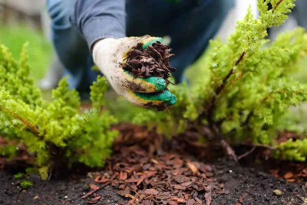 Mulching in Tuscaloosa, AL