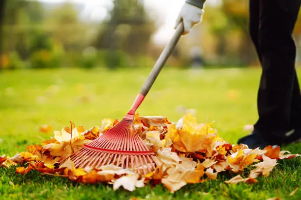 Reliable Yard cleanup in Tuscaloosa, AL